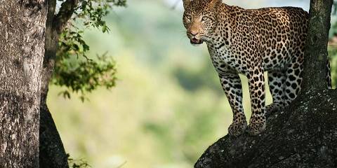 3-Day Budget Friendly Kruger Safari