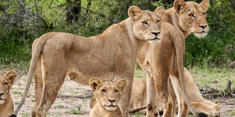 7-Day 4-Star Kruger & Mozambique Beach Safari