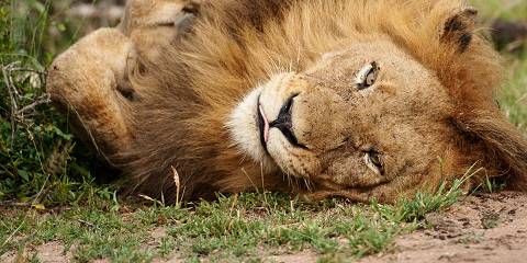 3-Day Madikwe Big Five Safari –African Adventure