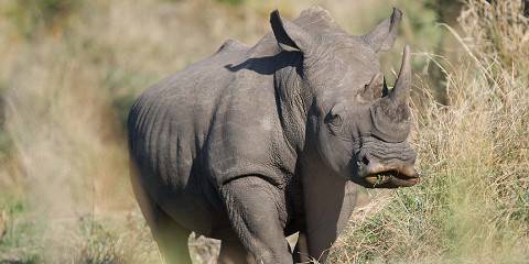 1-Day Big 5 Walking Safari - Dinokeng Game Reserve