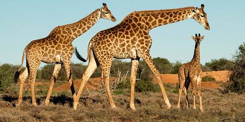 3-Day Kruger Camping Fly in Safari from Cape Town