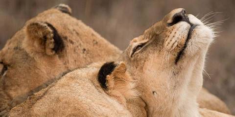 Kruger & Mozambique (Luxury)