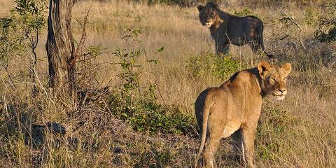 3-Day Kruger Wildlife Luxury Adventure