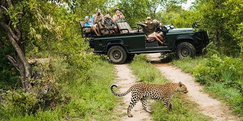 Luxury Victoria Falls, Cape Town & Kruger Safari