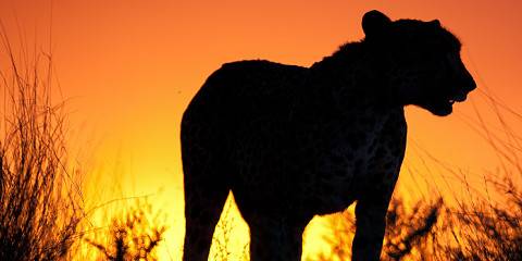 5-Day Kruger National Park and Olifants River Safari