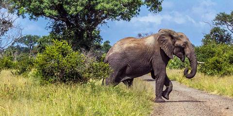 Affordable Kruger & Victoria Falls Adventure
