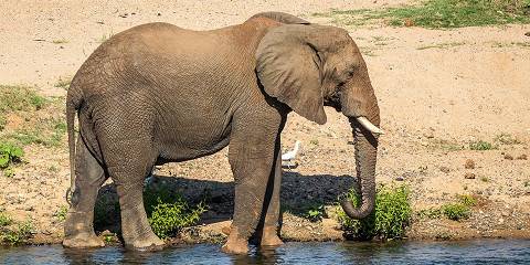 Luxury Kruger Safari South Africa