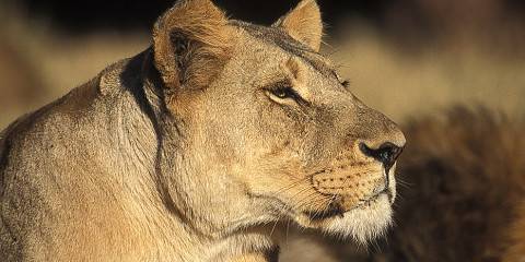 3-Day Sabi Sand or Greater Kruger Lodge Safari