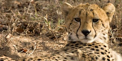 Kruger National Park Budget Camping Safari