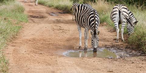 Midrange Kruger & Panorama Route with Bush Walk