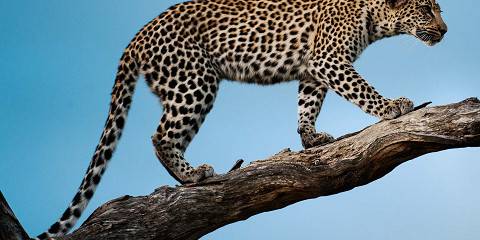 5-Day Kruger National Park Budget Camping Safari