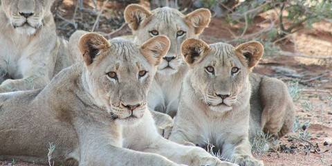 10-Day South Africa Group Tour