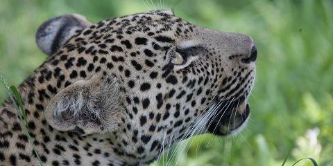 Luxury Kruger Safari & Panorama Route