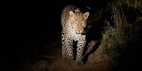 5-Day Kruger Park & Private Game Reserve Experience (Pbh