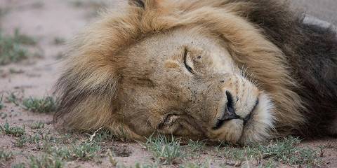 4-Day Classic Kruger Park Safari