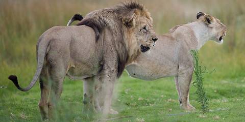 4-Day Kapama River Lodge Safari