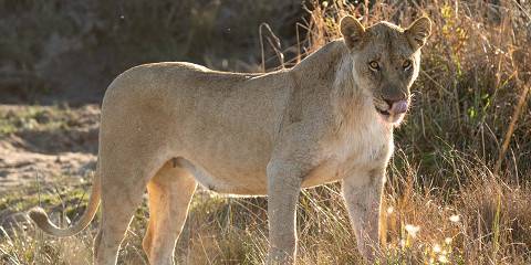 6-Day Two Private Game Reserves Safari