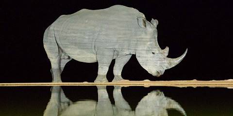 Adventure in Pilanesberg - Night Safari