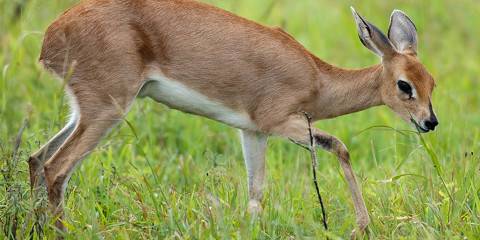 2-Day Pilanesberg National Park Safari
