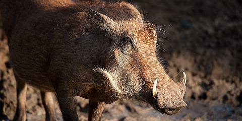 5-Day Greater Kruger Budget Glamping Safari