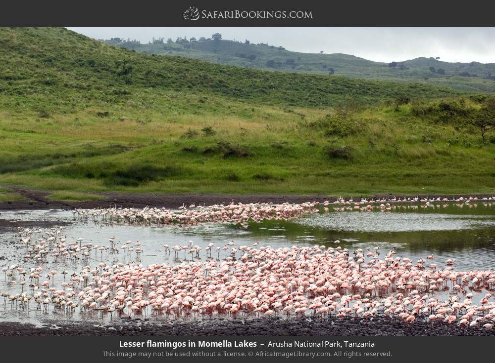 Lesser flamingos in the Momela Lakes in Arusha National Park, Tanzania