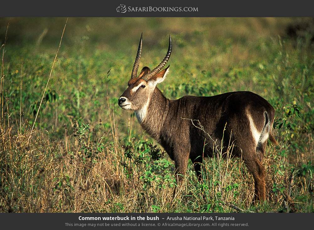 Common waterbuck in Arusha National Park, Tanzania