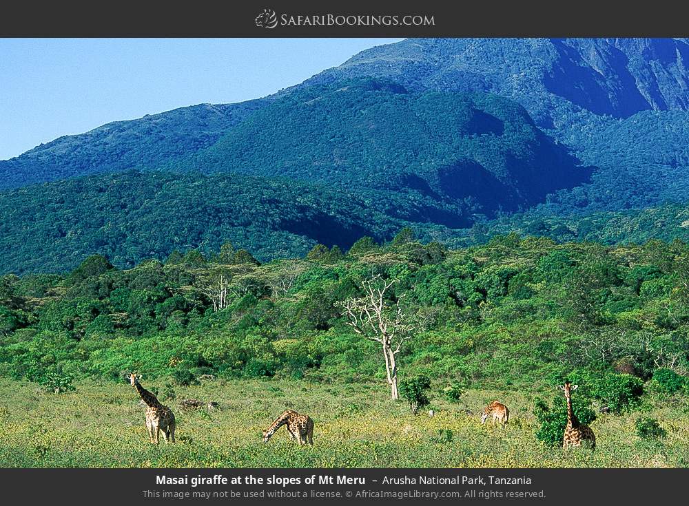 Masai giraffe at the footslopes of Mt Meru in Arusha National Park, Tanzania