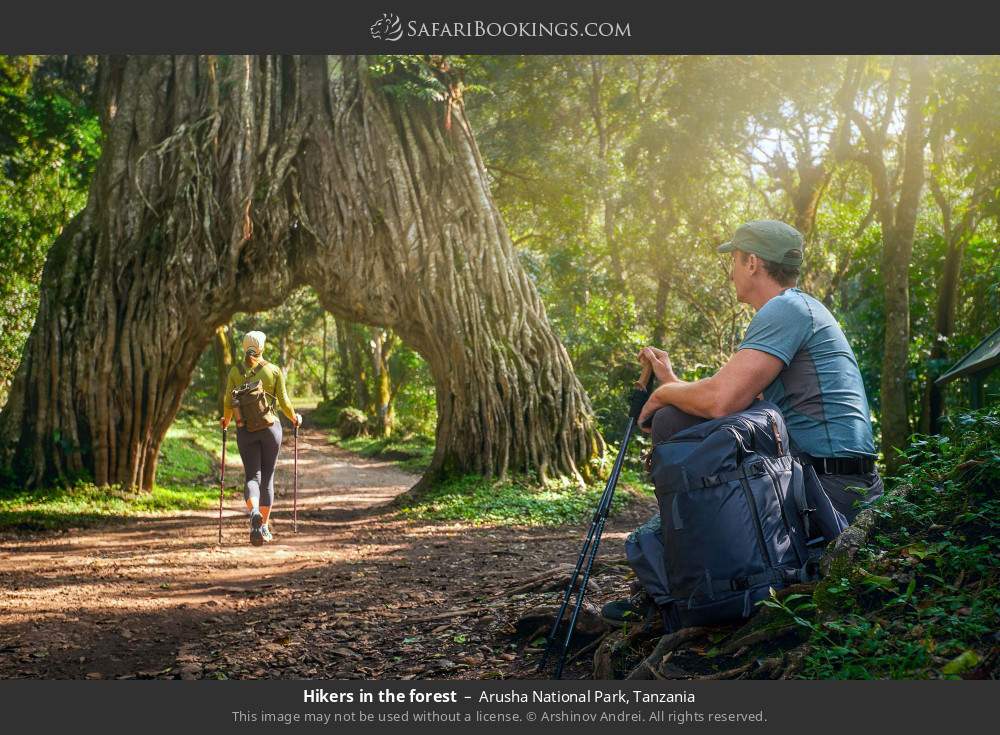 Hikers in the forest in Arusha NP in Arusha National Park, Tanzania