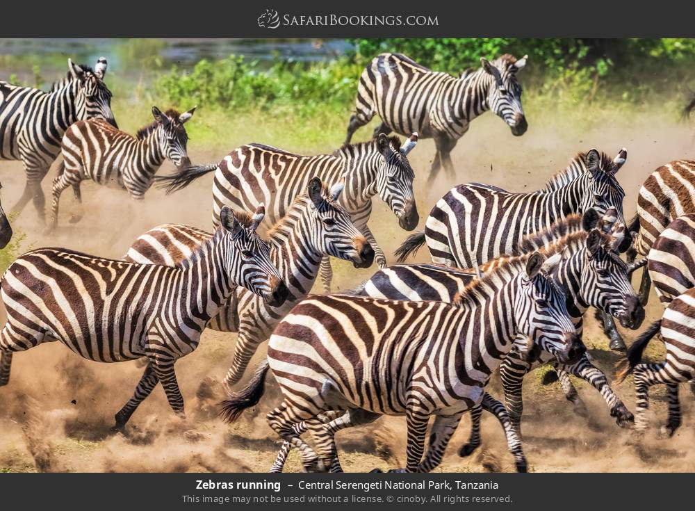Zebras running in Central Serengeti National Park, Tanzania