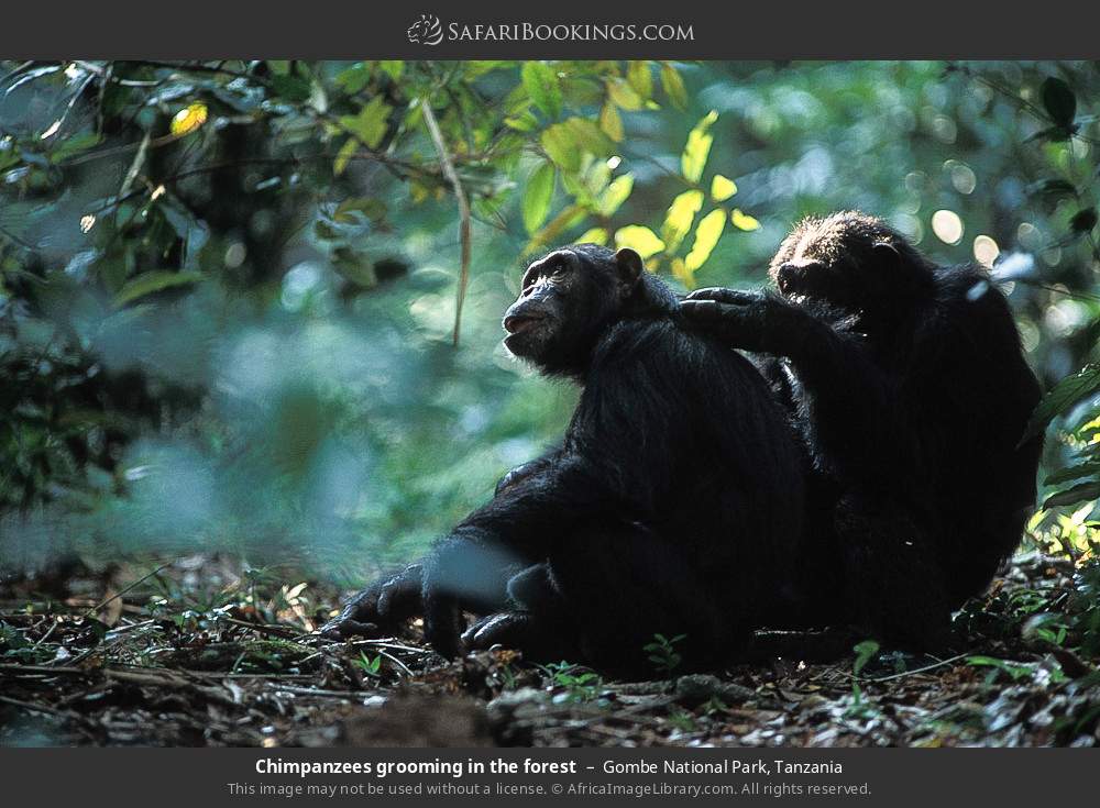 Chimpanzees grooming in the forest in Gombe National Park, Tanzania