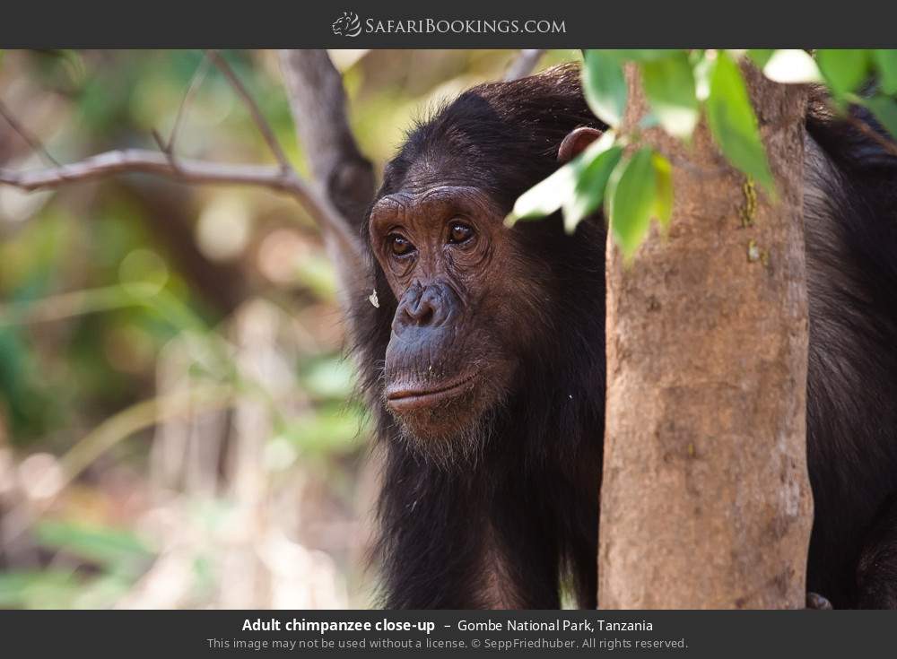 Adult chimpanzee close-up in Gombe National Park, Tanzania