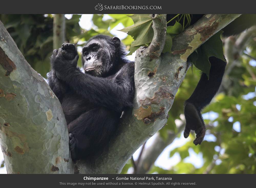 Chimpanzees in Gombe National Park, Tanzania