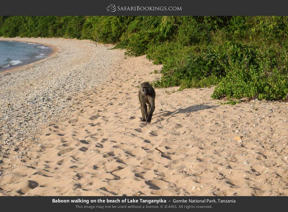 Baboon walking on the shore of Lake Tanganyika in Gombe National Park, Tanzania