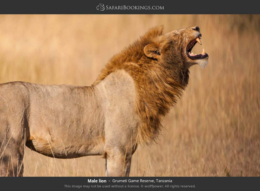 Male lion in Grumeti Game Reserve, Tanzania