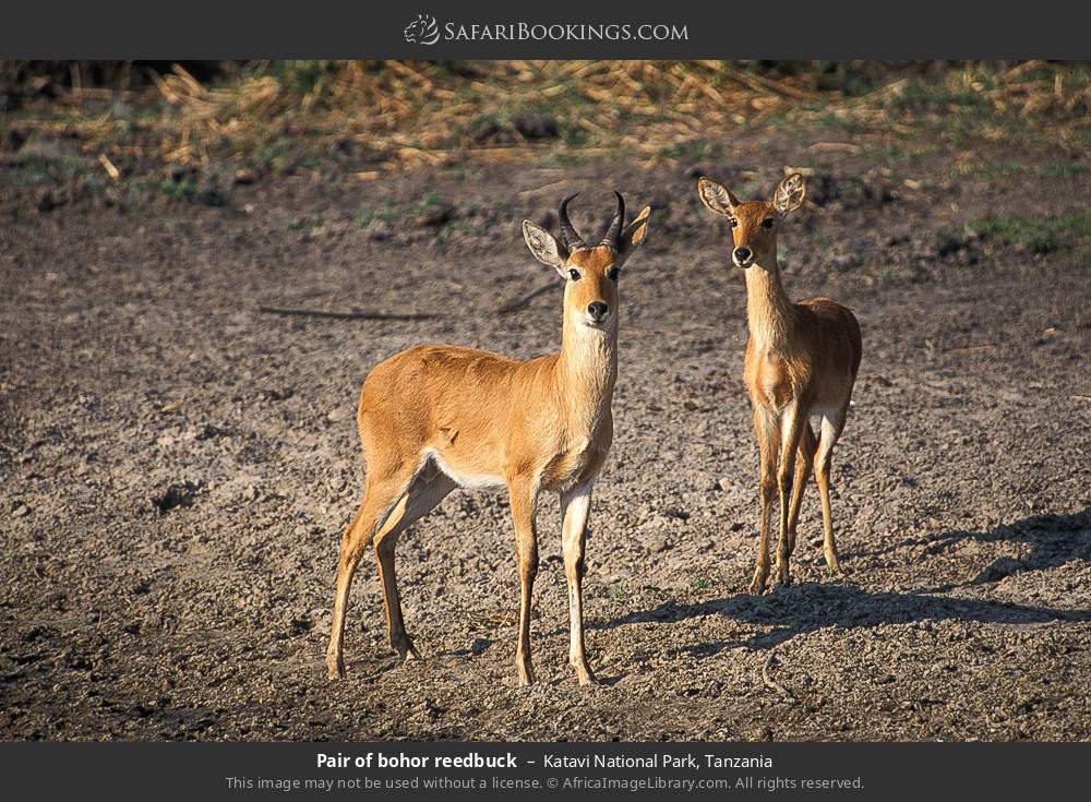 Pair of bohor reedbuck in Katavi National Park, Tanzania