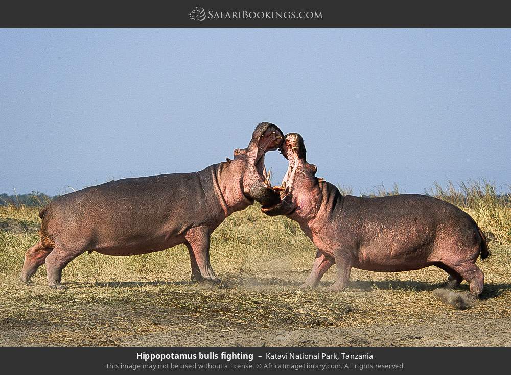 Hippopotamus bulls fighting in Katavi National Park, Tanzania