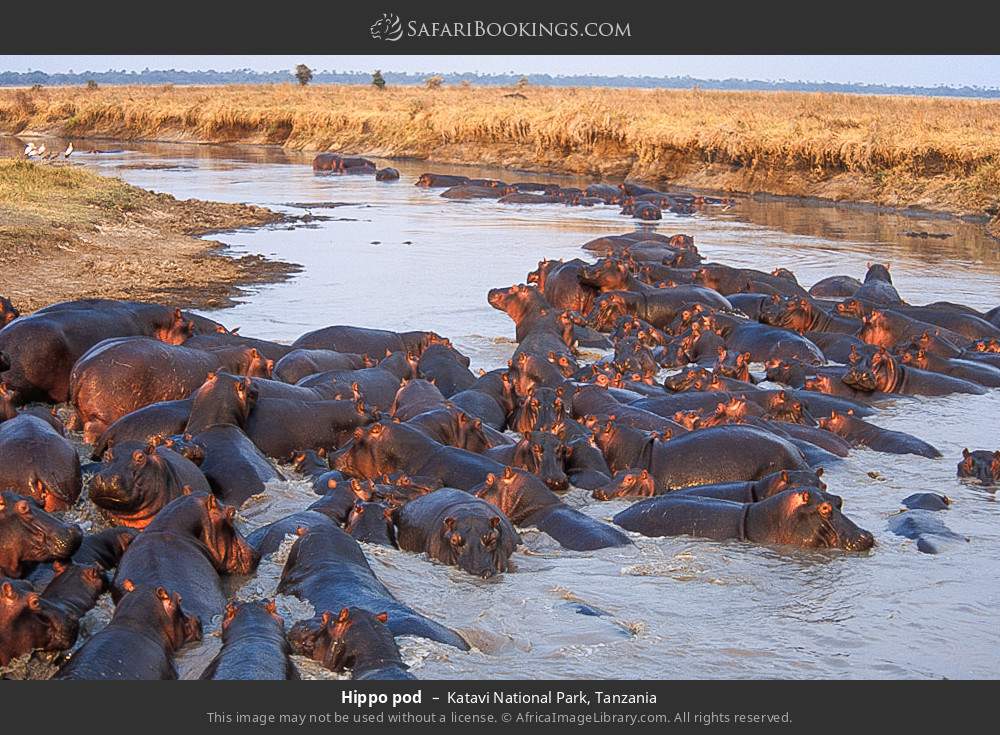 Hippo pod in Katavi National Park, Tanzania
