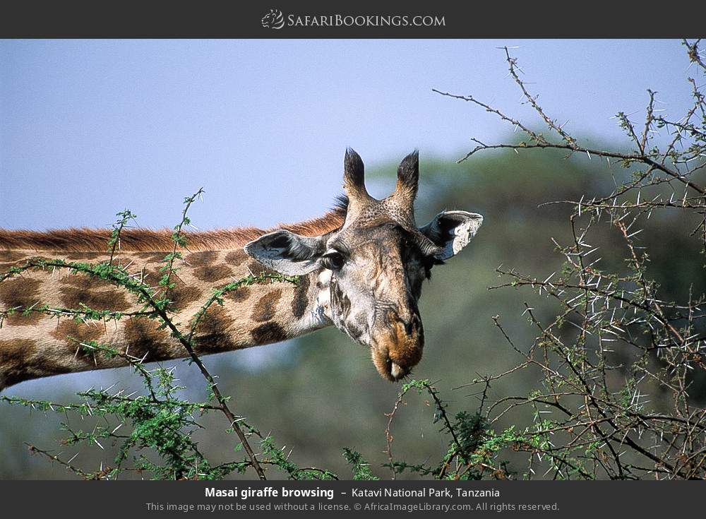 Masai giraffe browsing in Katavi National Park, Tanzania