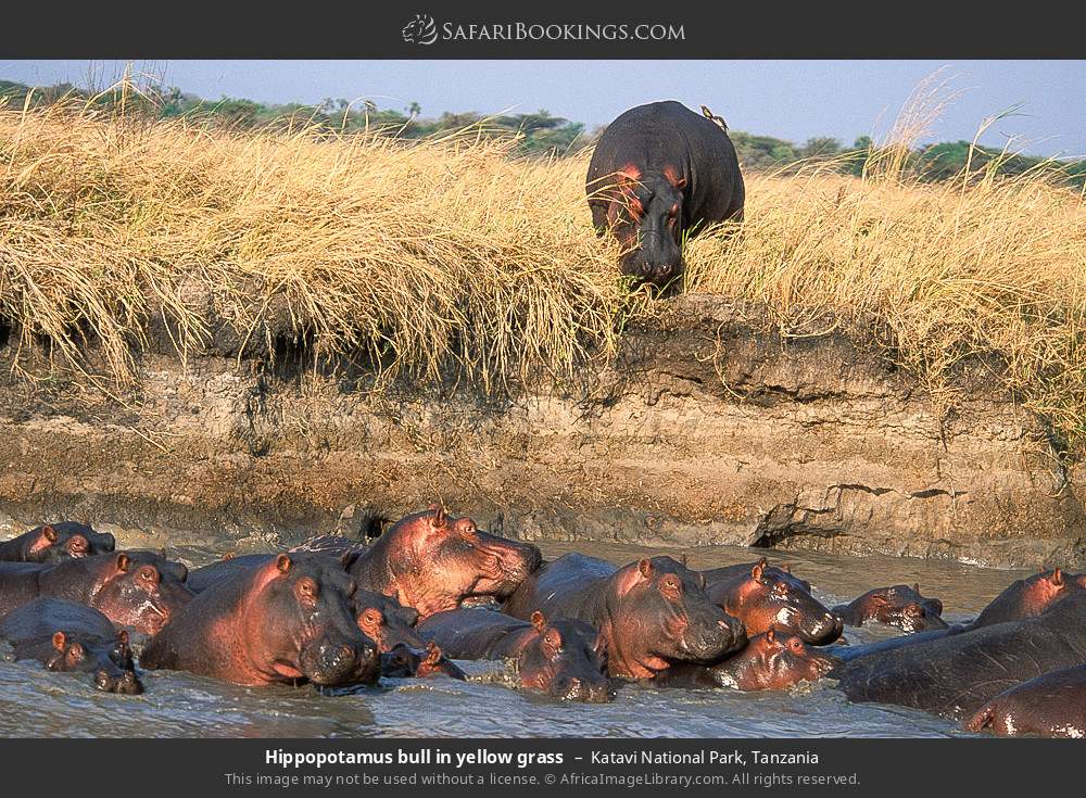 Hippos in Katavi National Park, Tanzania