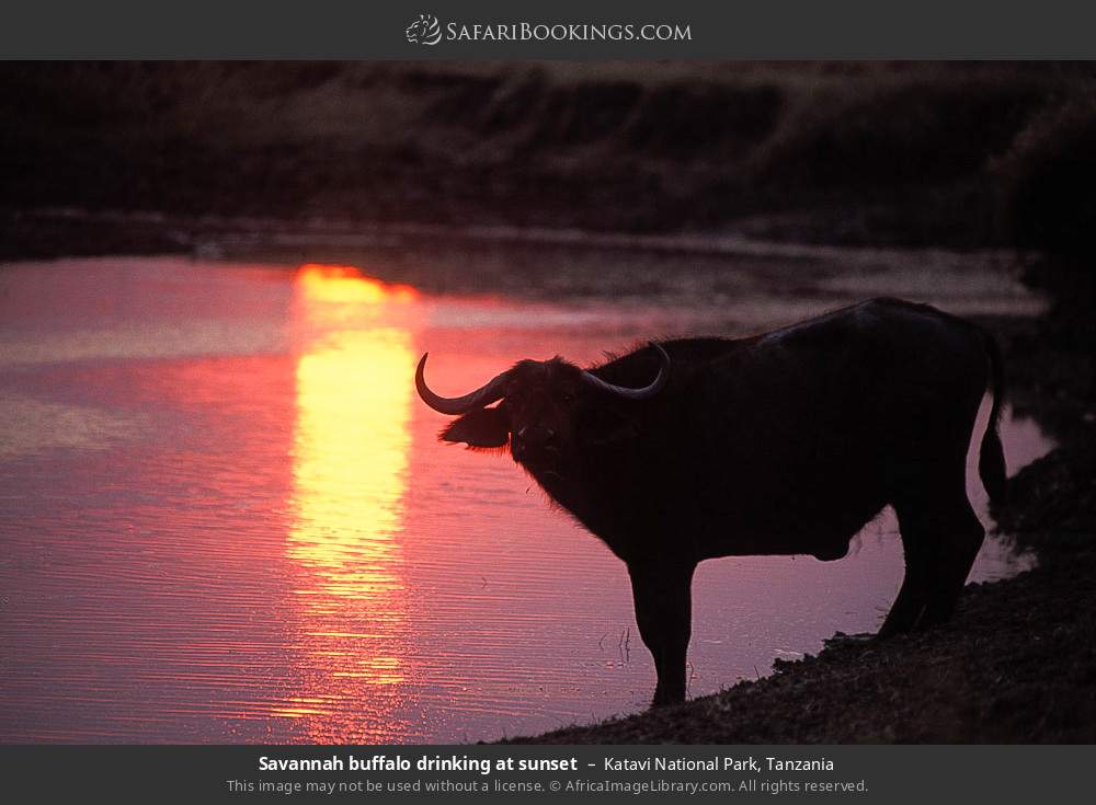 Savannah buffalo by the water at sunset in Katavi National Park, Tanzania