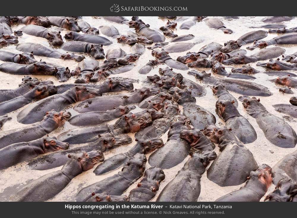 Hippo pod in the Katuma River in Katavi National Park, Tanzania