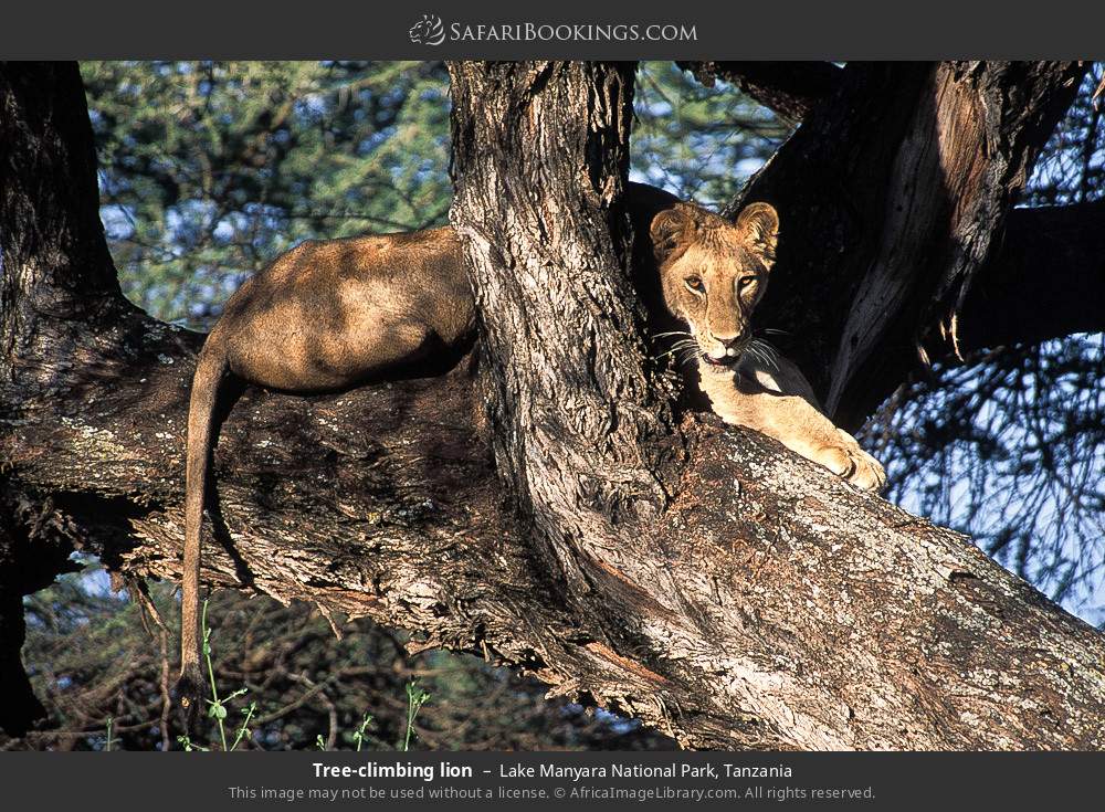 Tree-climbing lion in Lake Manyara National Park, Tanzania