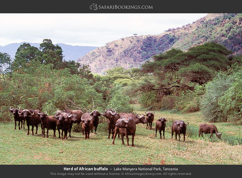 Herd of African buffalo in Lake Manyara National Park, Tanzania