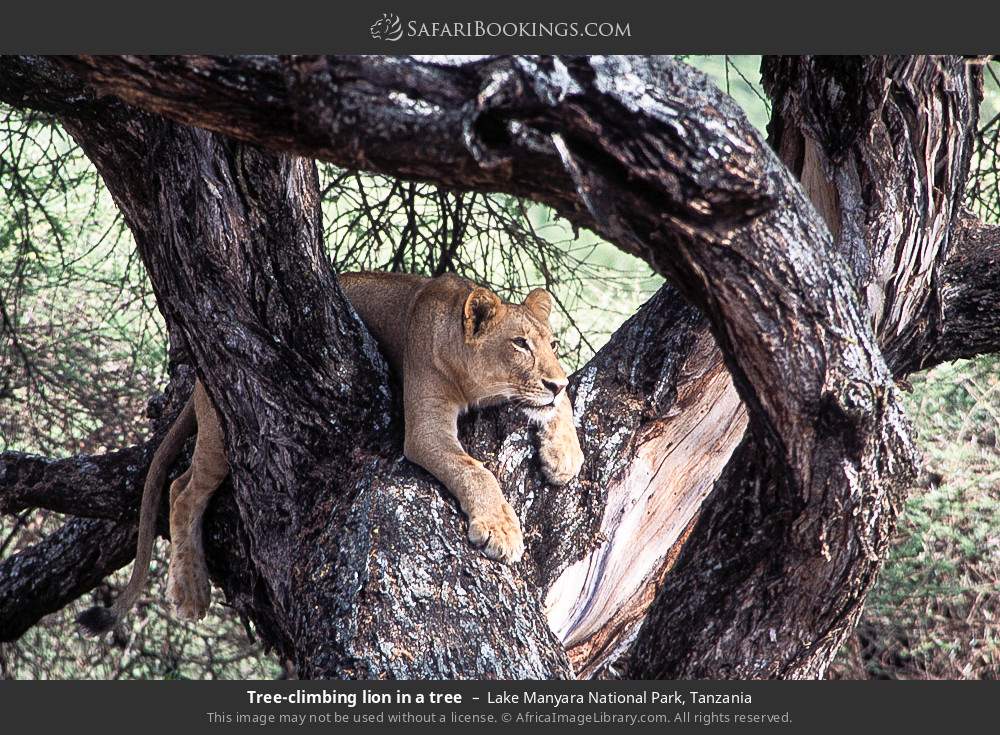 Tree-climbing lion in Lake Manyara National Park, Tanzania