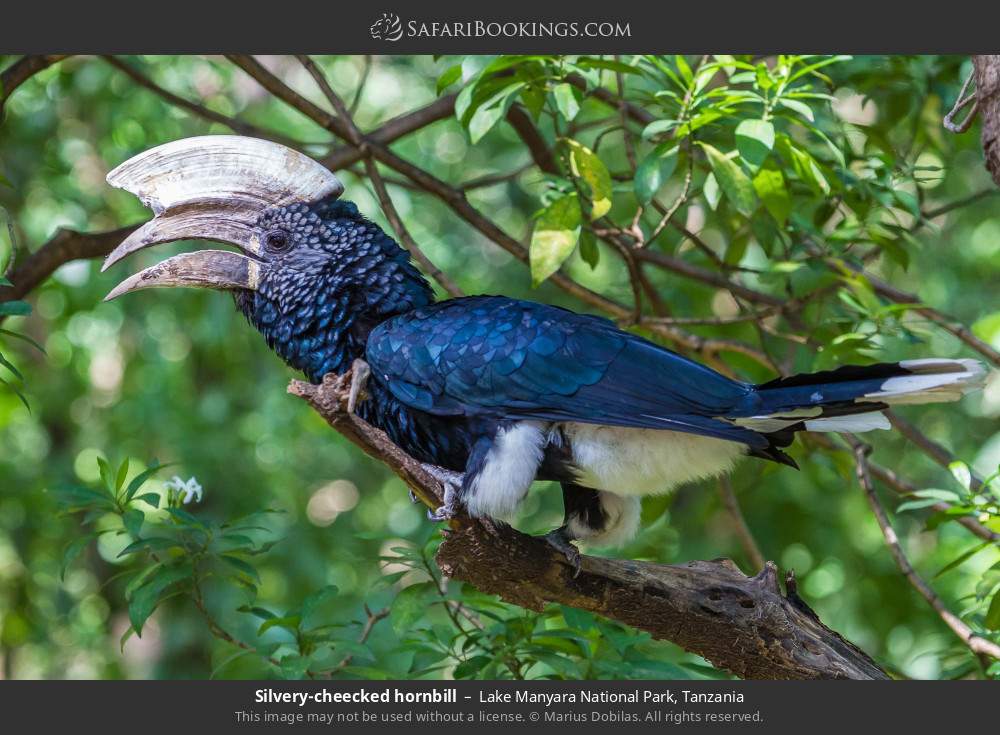 Silvery-cheeked hornbill in Lake Manyara National Park, Tanzania