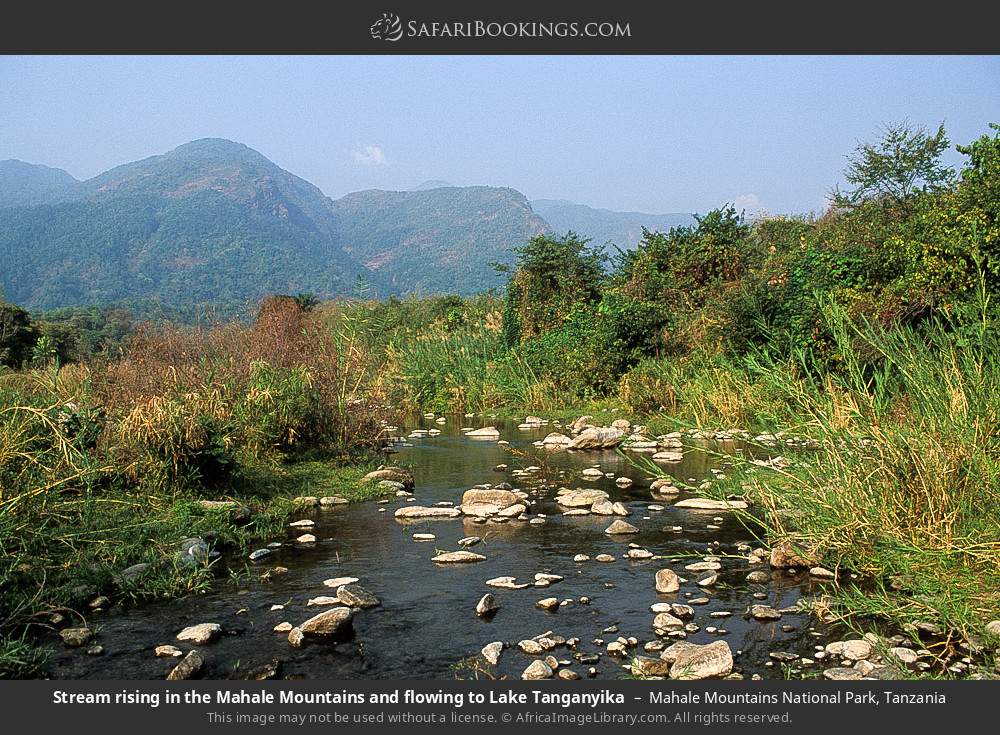 Stream flowing from the Mahale Mountains to Lake Tanganyika in Mahale Mountains National Park, Tanzania