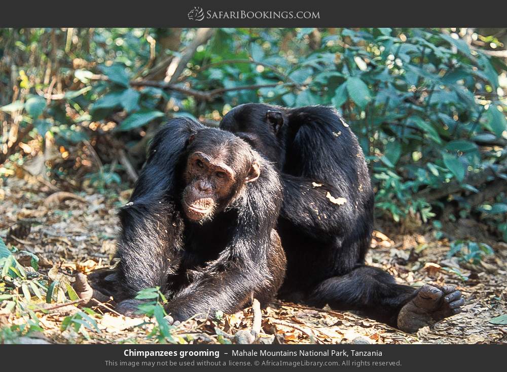 Chimpanzees grooming in Mahale Mountains National Park, Tanzania