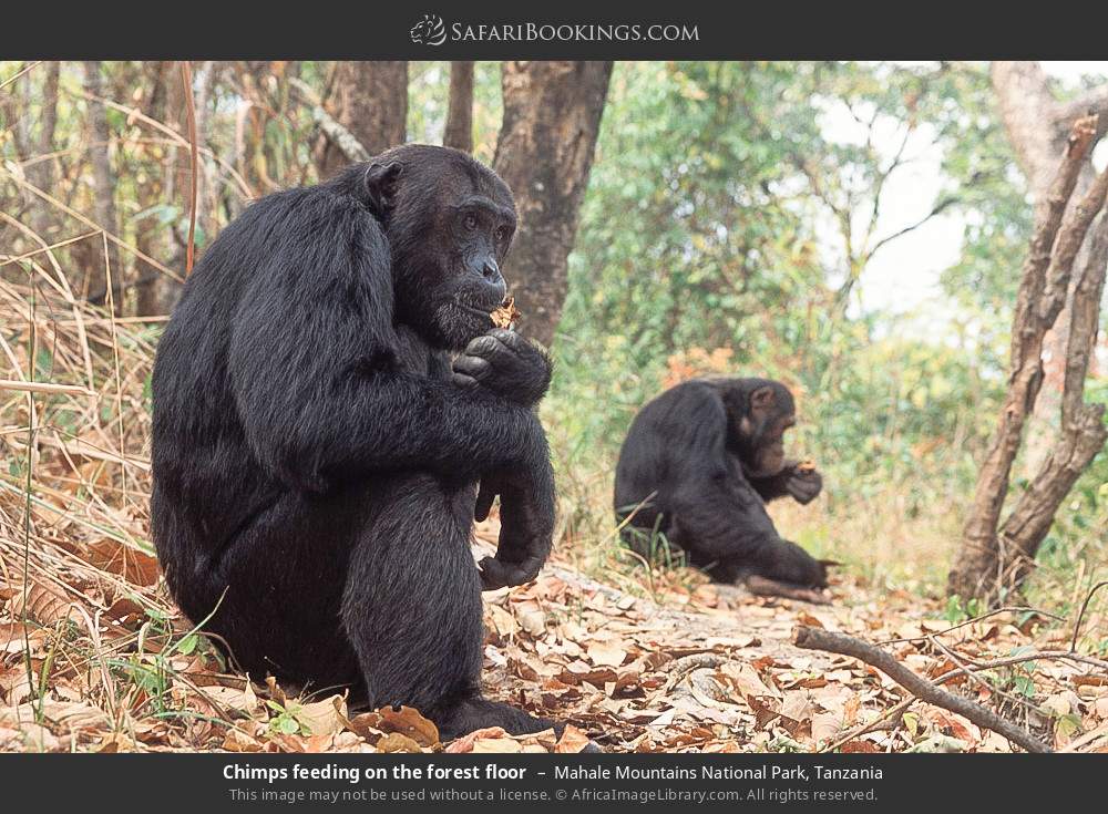 Chimps feeding on the forest floor in Mahale Mountains National Park, Tanzania