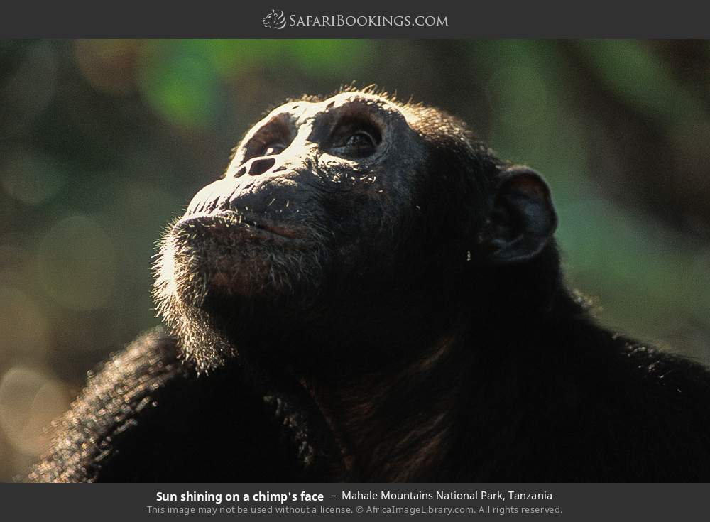 Sun shining on a chimp's face in Mahale Mountains National Park, Tanzania