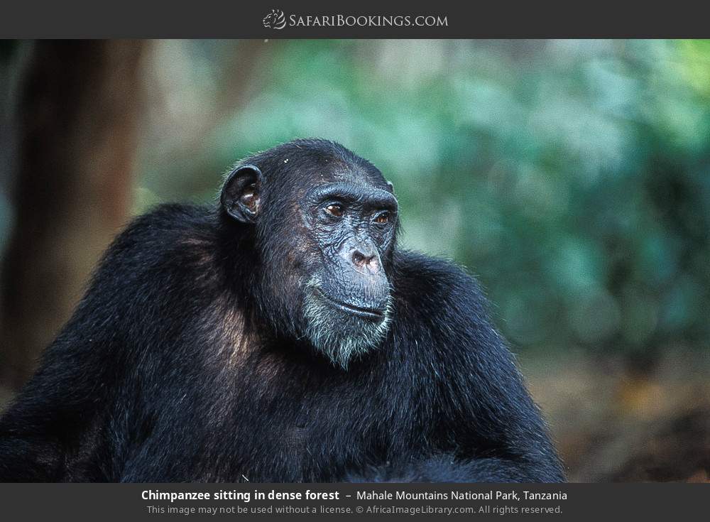 Chimpanzee sitting in the forest in Mahale Mountains National Park, Tanzania
